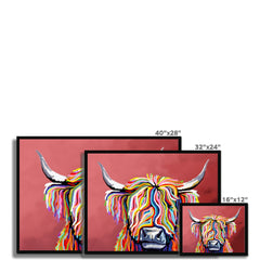 Highland Coo Framed Print