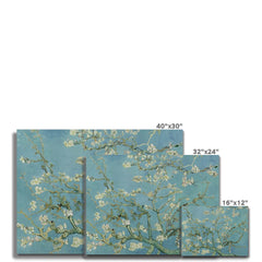 Almond Blossoms Canvas Print