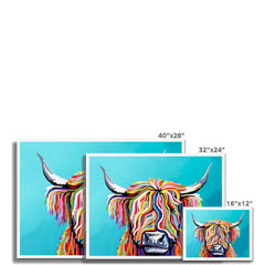 Scottish Cow Framed Print
