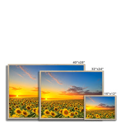 Field Of Blooming Sunflowers Framed Print