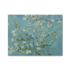 Almond Blossoms Canvas Print