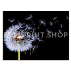 Dandelion Canvas Print