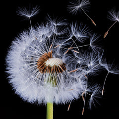 Dandelion Canvas Print