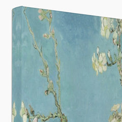 Almond Blossoms Canvas Print