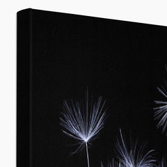 Dandelion Canvas Print