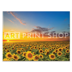 Field Of Blooming Sunflowers Canvas Print