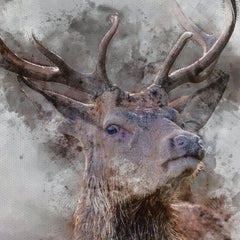 Stag Canvas Print