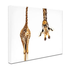 Upside Down Giraffe Canvas Print